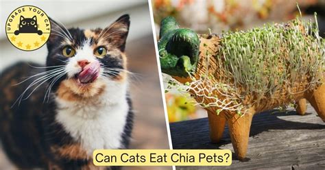 are chia pets okay for cats
